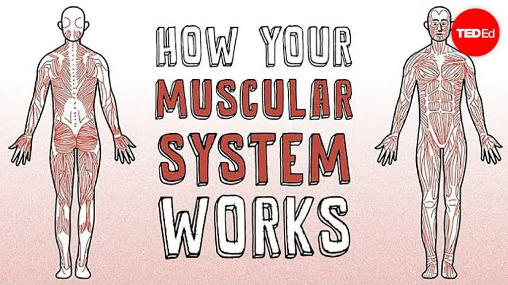 How Does The Human Muscular System Function Science Facts