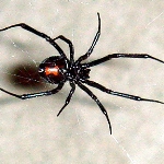 Black Widow Spiders 