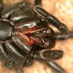 Black Wishbone Spider
