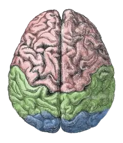 brain