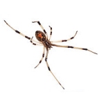 Brown Widow Spider