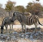 Burchell's Zebra