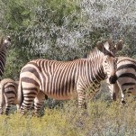 Cape Mountain Zebra