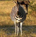 Chapman's Zebra Chapman's Zebra