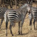 Crawshay's zebra