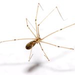 Daddy Longlegs Spider Daddy Longlegs Spider