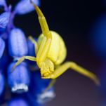 Goldenrod Crab Spider