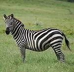 Grant's Zebra 