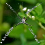 Grass Cross Spider