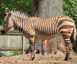 Hartmann's Mountain Zebra