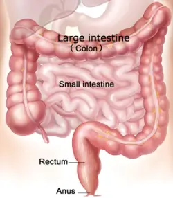 intestine