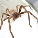 Huntsman Spider