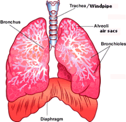 lungs