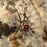 Mediterranean Black Widow Spider 