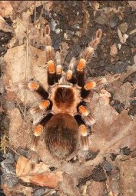 Tarantula 