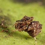 Pelican Spider