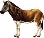 Quagga Quagga