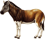 Quagga