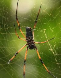 Orb-weaver spider