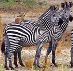 Selous Zebra
