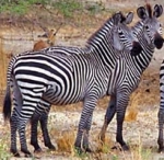 Selous Zebra Selous Zebra