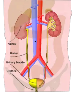 kidneys