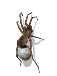 Wolf Spider