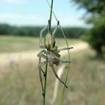 Yellow Sac Spider