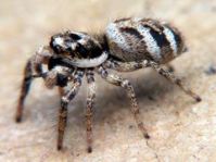 Zebra Spider 