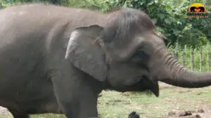Borneo Pygmy Elephant Facts