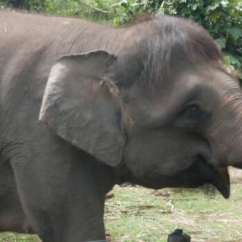 Borneo Pygmy Elephant Facts