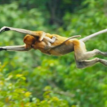 Proboscis Monkey Facts