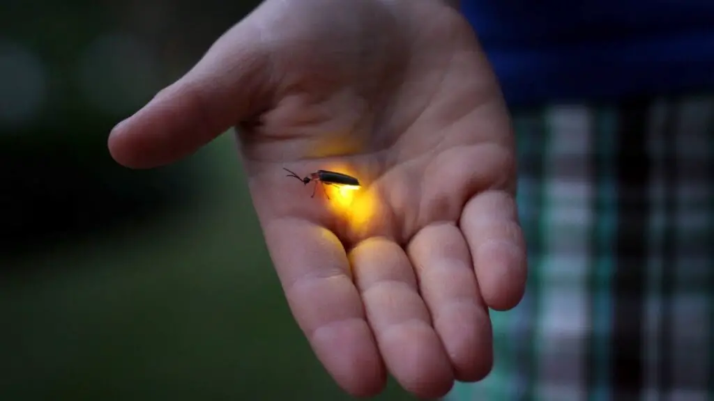 Fireflies Bioluminescence