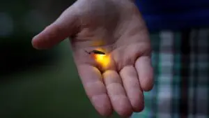 How Fireflies Produce Light – Bioluminescence