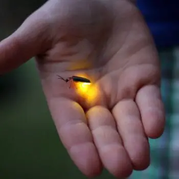 How Fireflies Produce Light – Bioluminescence