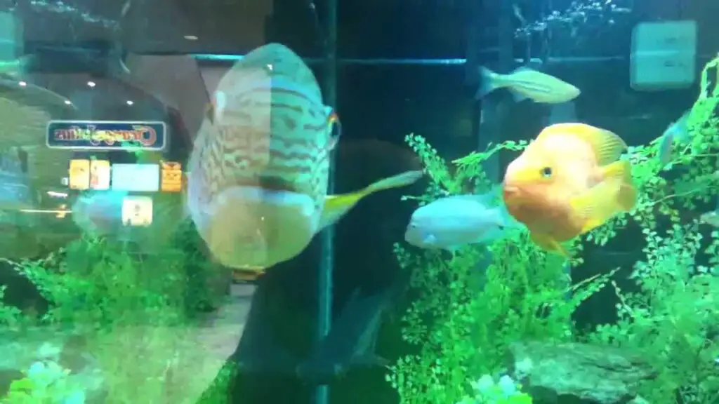 Do fish have personalities?