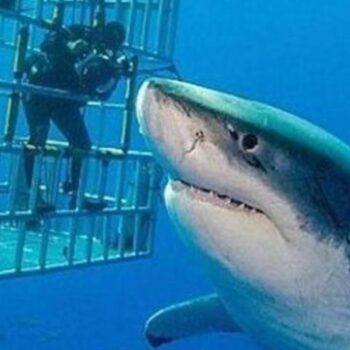 Great White Shark Facts