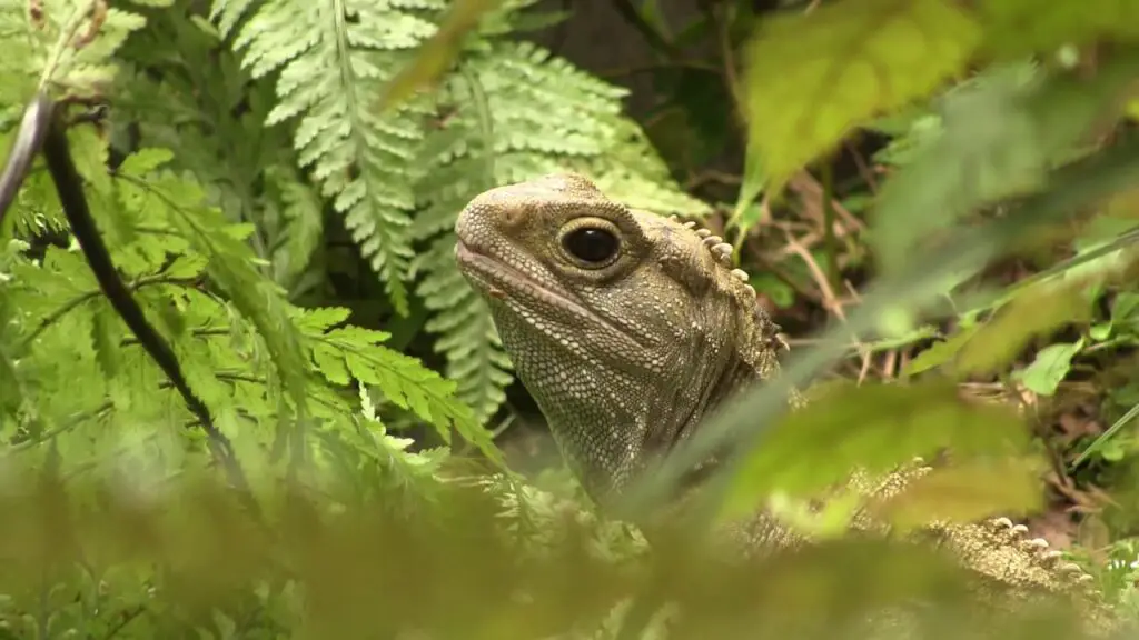 Tuatara Facts