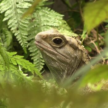 Facts about Tuatara – Modern Dinosaurs