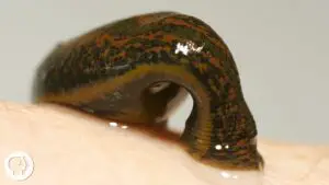What are Leeches, Anyway?