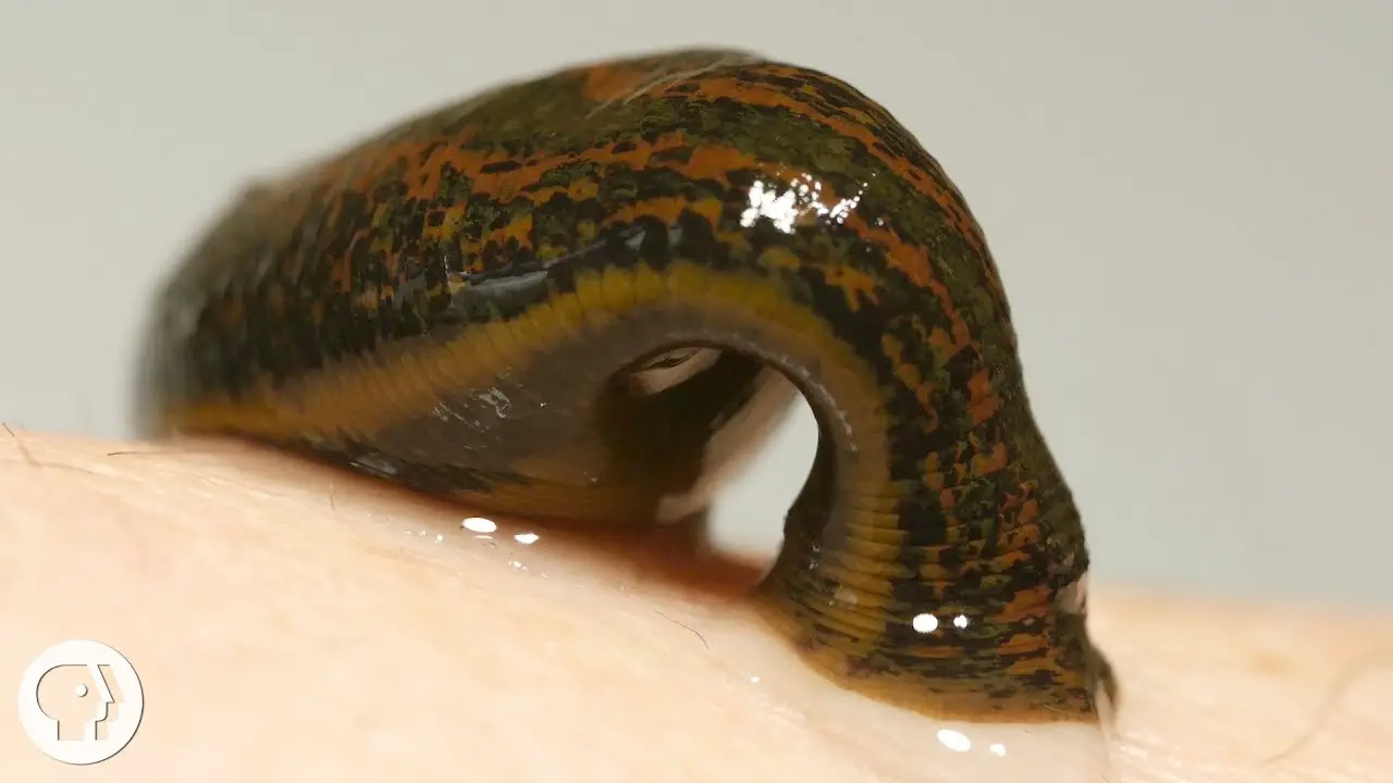 What Are Leeches Anyway Science Facts what-are-leeches-anyway-science-facts