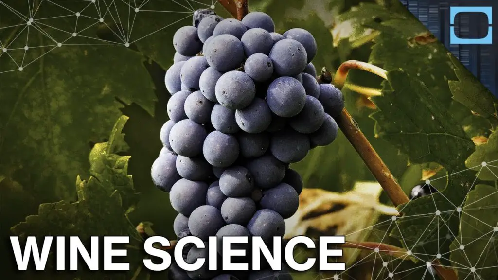 Wine Science