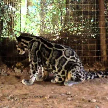 New Cat Species Found: Sunda Clouded Leopard