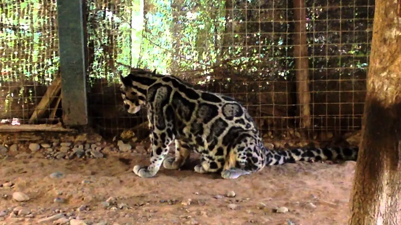 New Cat Species Found: Sunda Clouded Leopard | Science Facts