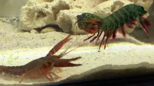 Peacock Mantis Shrimp Fun Facts