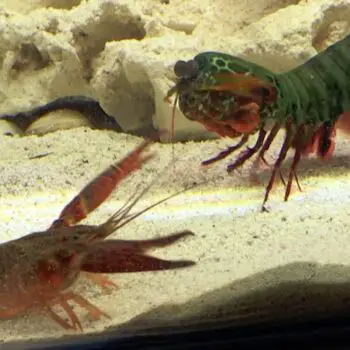 Peacock Mantis Shrimp Fun Facts