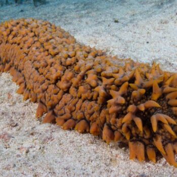 Sea Cucumber Facts