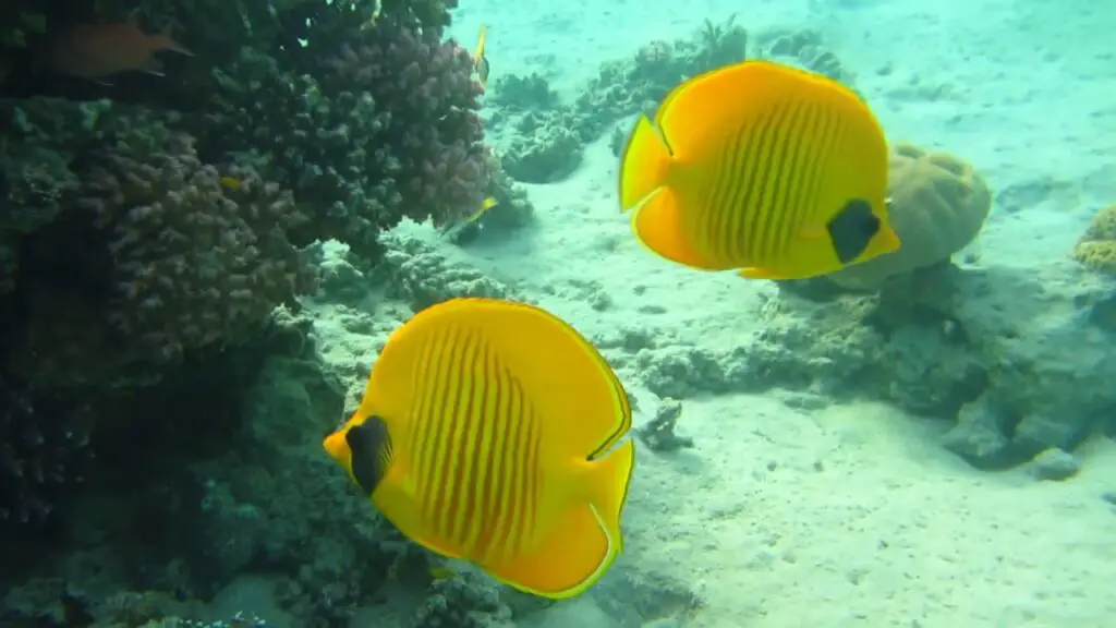 Butterfly fish