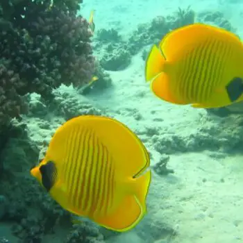 Butterflyfish, The Canary on the Reef