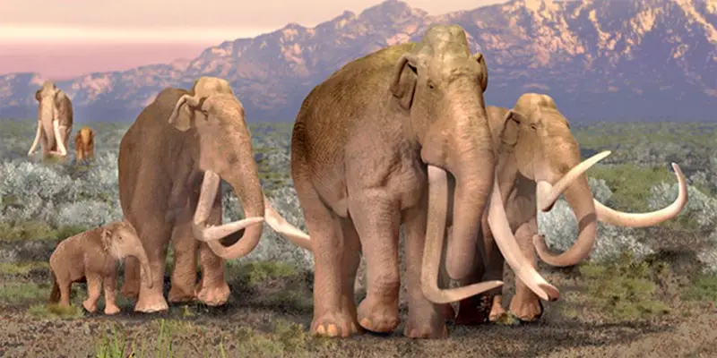 Columbian Mammoth Fascts